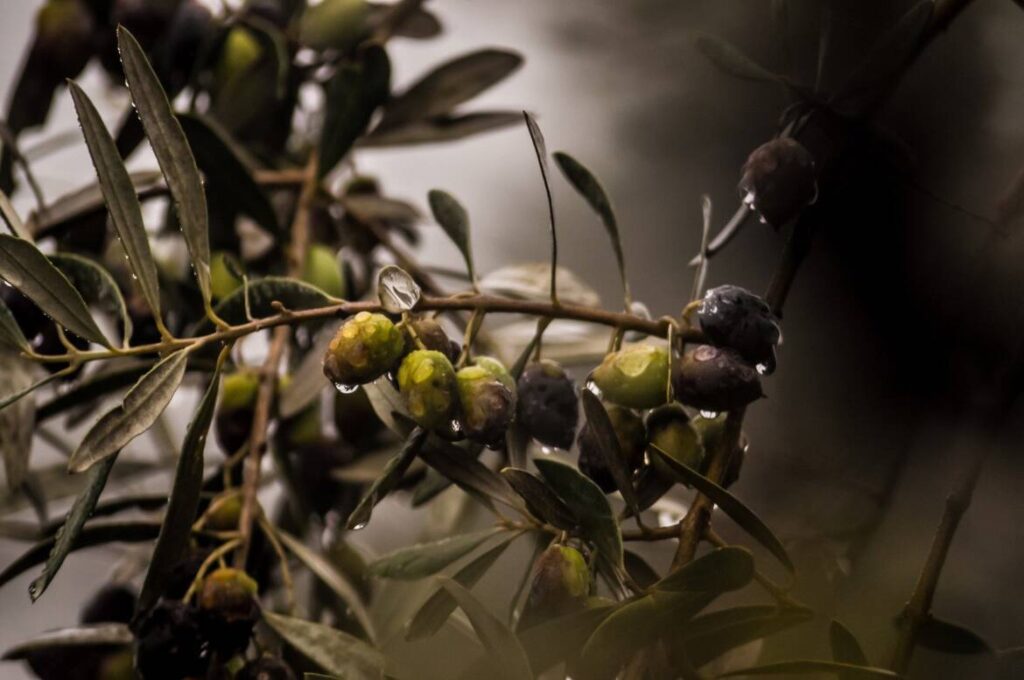 Kaliteli zeytin nasıl anlaşılır.?